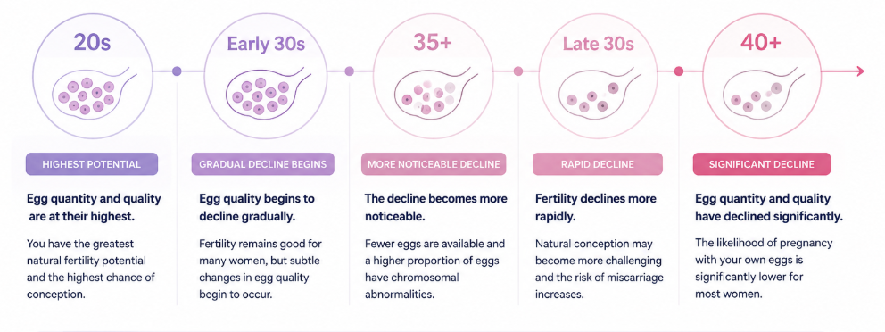 Timeline infographic illustrating how female fertility changes with age, showing that egg quantity and quality are highest in the 20s, decline gradually in the early 30s, become more noticeable after age 35, accelerate in the late 30s and are significantly reduced after age 40.